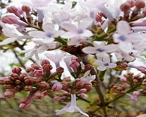 綠意織夢(mèng)·室內(nèi)觀葉花卉的詩(shī)與遠(yuǎn)方——周圈村西南花卉苗木園藝場(chǎng)觀葉產(chǎn)品探秘