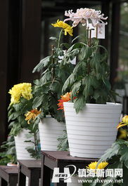 精品花卉展區(qū) 芬芳與藝術(shù)的盛宴