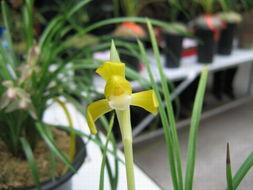 玉溪蘭交會(huì)上的色花精品 花卉世界的視覺(jué)盛宴