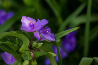 舞動(dòng)花間 花卉寫真之光環(huán)效應(yīng)視覺(jué)解析