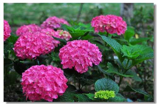 賞心樂(lè)事眾芳園——賀家鄉(xiāng)無(wú)錫論壇開(kāi)放