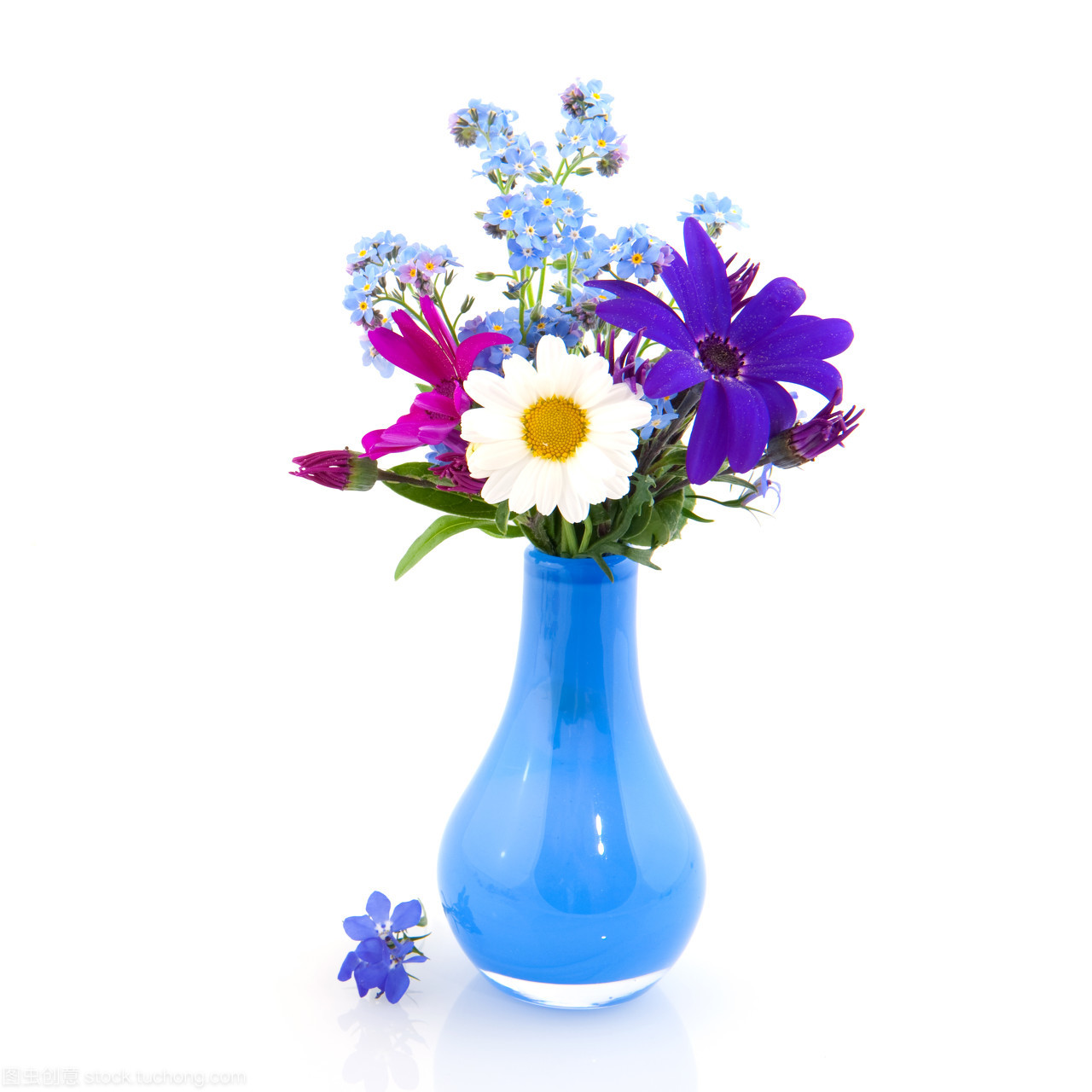 紫色雛菊 默然于花叢之外的純粹低語(yǔ)